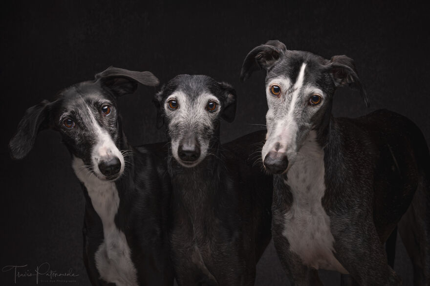 After Spending 10 Days In A Shelter With 500 Dogs, I Decided To Bring Some Of These Rescues With Me Back To The US After Spending 10 Days In A Shelter With 500 Dogs, I Decided To Bring Some Of These Rescues With Me Back To The US