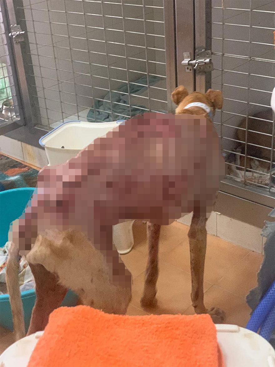 Documenté la lucha de razas raras de perros españoles en este refugio, y es mortificante