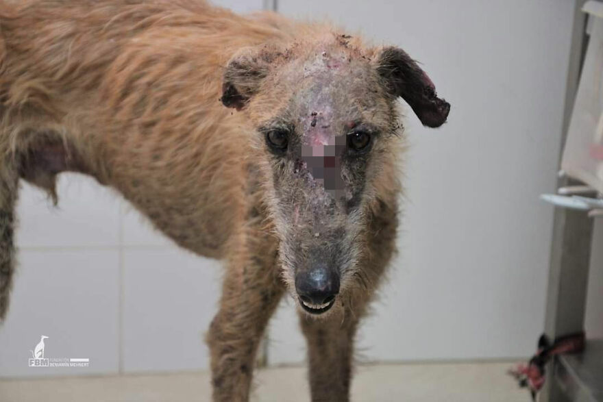 Documenté la lucha de razas raras de perros españoles en este refugio, y es mortificante