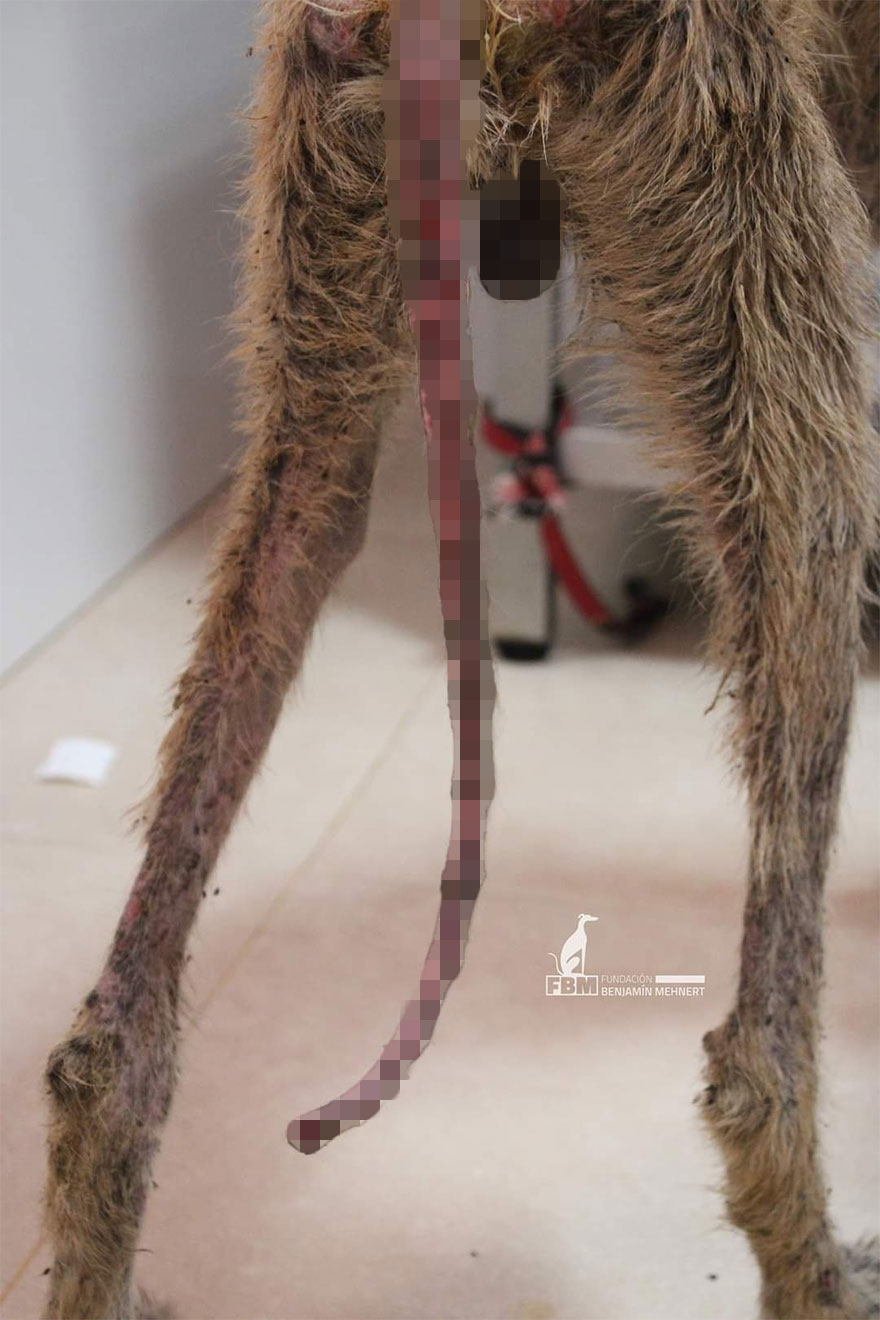 Documenté la lucha de razas raras de perros españoles en este refugio, y es mortificante