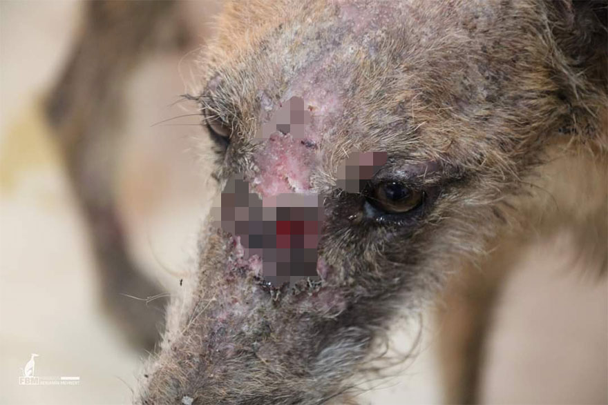 Documenté la lucha de razas raras de perros españoles en este refugio, y es mortificante