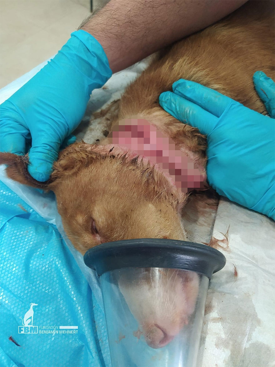 I Documented The Strife Of Rare Spanish Dog Breeds In This Shelter, And It's Mortifying I Documented The Strife Of Rare Spanish Dog Breeds In This Shelter, And It's Mortifying