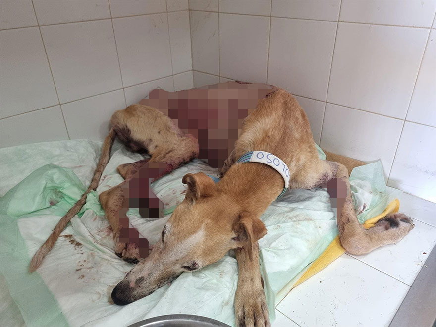 Documenté la lucha de razas raras de perros españoles en este refugio, y es mortificante