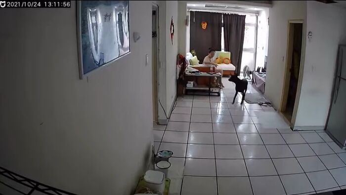 Woman Shows Her Selflessness When She Tries To Calm Her Dog During An Earthquake