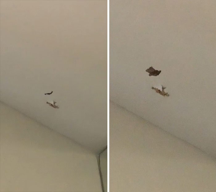 After A Month Of Complaining About An Animal In My Walls To My Apartment’s Management It Has Finally Gotten Through My Ceiling. Right Above My Work Station That I Have To Be At All Day