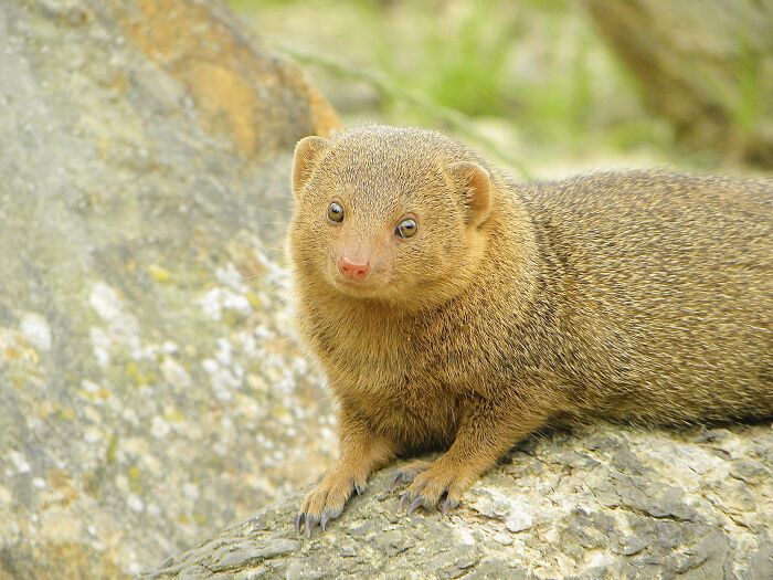 A Cute Mongoose!