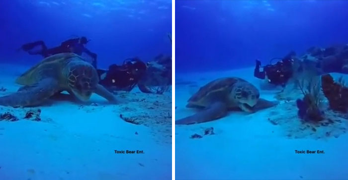 This May Be The Largest Turtle Ever Recorded On Camera