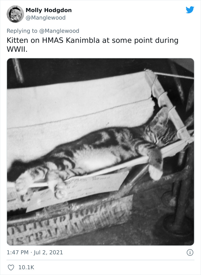 Twitter User Shared 14 Historical Photos Of Cats Chilling In Their Tiny Hammocks Aboard Naval Ships Twitter User Shared 14 Historical Photos Of Cats Chilling In Their Tiny Hammocks Aboard Naval Ships