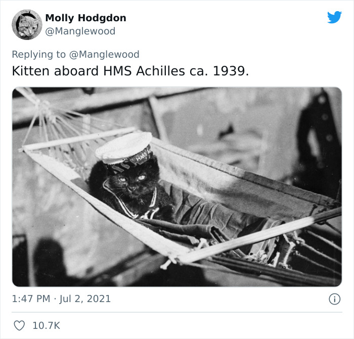 Twitter User Shared 14 Historical Photos Of Cats Chilling In Their Tiny Hammocks Aboard Naval Ships Twitter User Shared 14 Historical Photos Of Cats Chilling In Their Tiny Hammocks Aboard Naval Ships