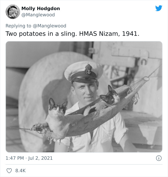 Twitter User Shared 14 Historical Photos Of Cats Chilling In Their Tiny Hammocks Aboard Naval Ships Twitter User Shared 14 Historical Photos Of Cats Chilling In Their Tiny Hammocks Aboard Naval Ships