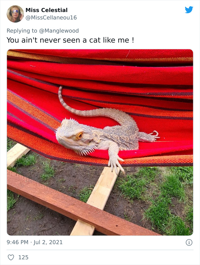 Twitter User Shared 14 Historical Photos Of Cats Chilling In Their Tiny Hammocks Aboard Naval Ships Twitter User Shared 14 Historical Photos Of Cats Chilling In Their Tiny Hammocks Aboard Naval Ships