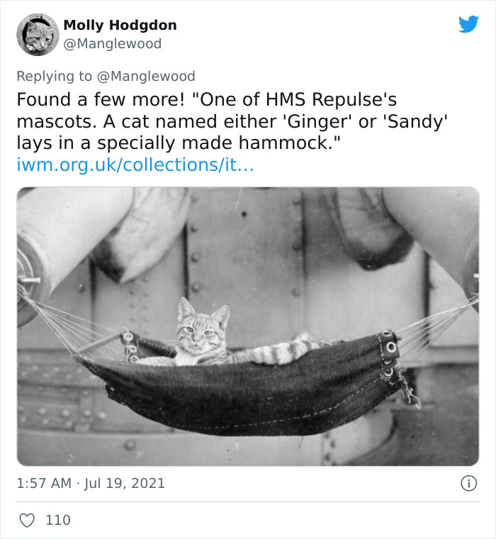 Twitter User Shared 14 Historical Photos Of Cats Chilling In Their Tiny Hammocks Aboard Naval Ships Twitter User Shared 14 Historical Photos Of Cats Chilling In Their Tiny Hammocks Aboard Naval Ships