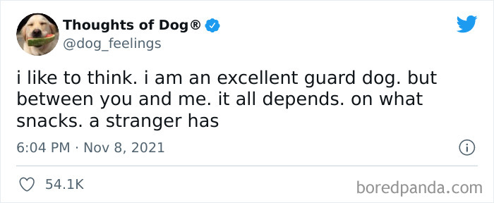 Funny-Tweets-Thoughts-Of-Dog