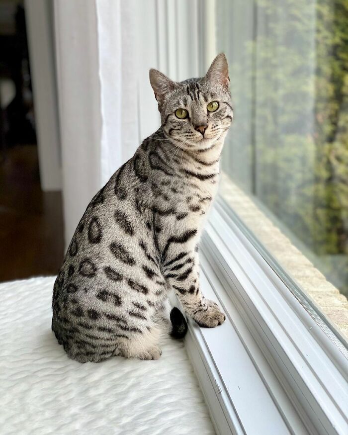 This Cat Is Not Only Keeping Her Owner Company, But Also Gives Wholesome Advice To Others, And Her Fans Melt Over Her This Cat Is Not Only Keeping Her Owner Company, But Also Gives Wholesome Advice To Others, And Her Fans Melt Over Her