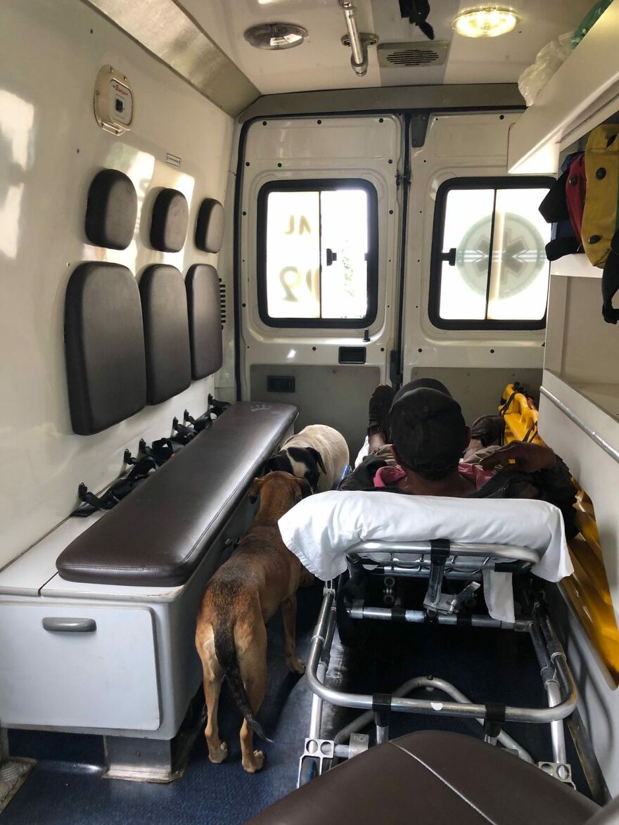 Two Loyal Dogs Stand By Their Sick Owner, Personnel Decides To Bring Them Along In An Ambulance