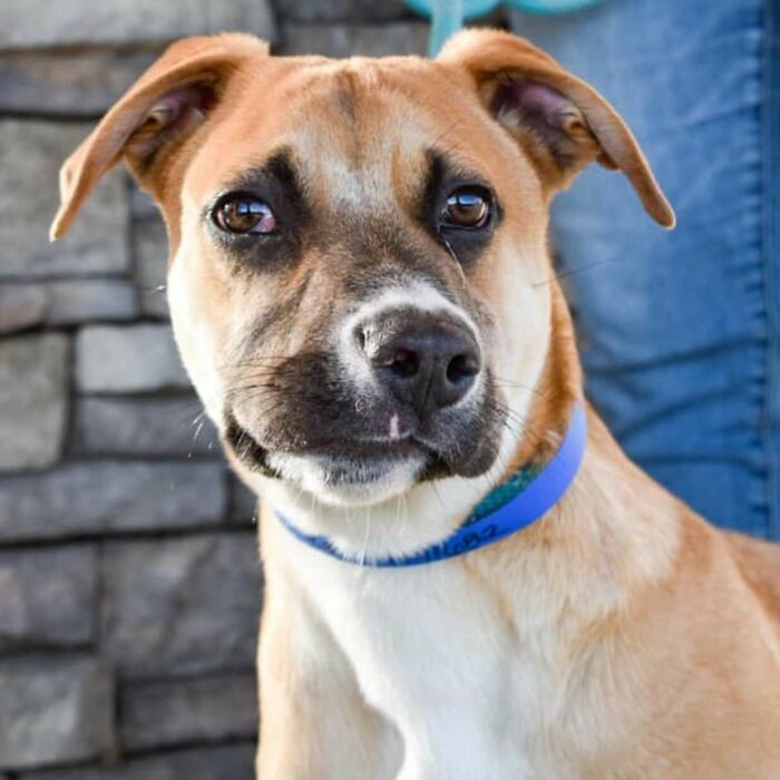 This Adorable Dog With A Crooked Smile Is Looking For A Loving Home