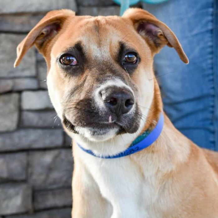 This Adorable Dog With A Crooked Smile Is Looking For A Loving Home This Adorable Dog With A Crooked Smile Is Looking For A Loving Home