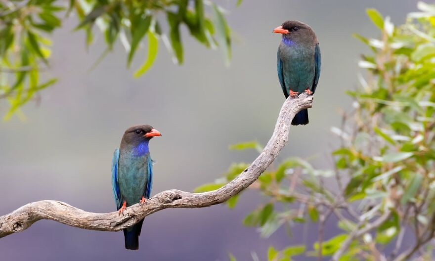 "BirdLife Australia" Released Their 2022 Calendar And It Features Incredible Bird Photographs