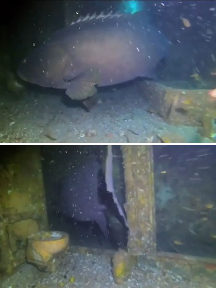 Look At The Size Of This Grouper (Toilet On The Left For Scale)