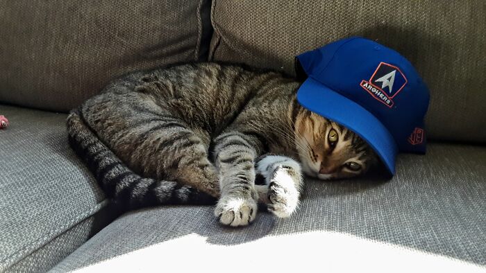 Cat In A Hat