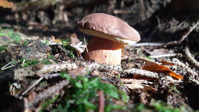 Mushroom Hunting - Czech Most Favourite Autumn Hobby