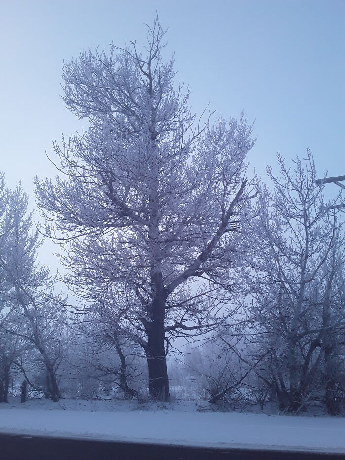 Winter Morning Fog In Colorado