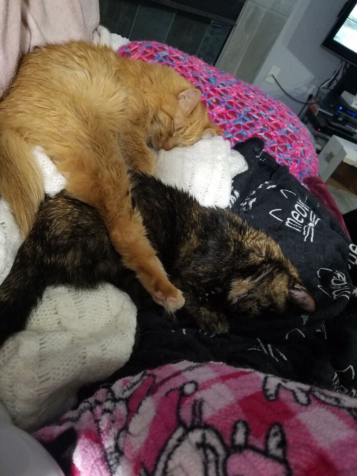 Indiana (17y) Top And Cinnamon (23y) - Cinnamon Is Missed Dearly