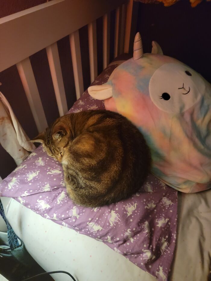 He Loves Pillows