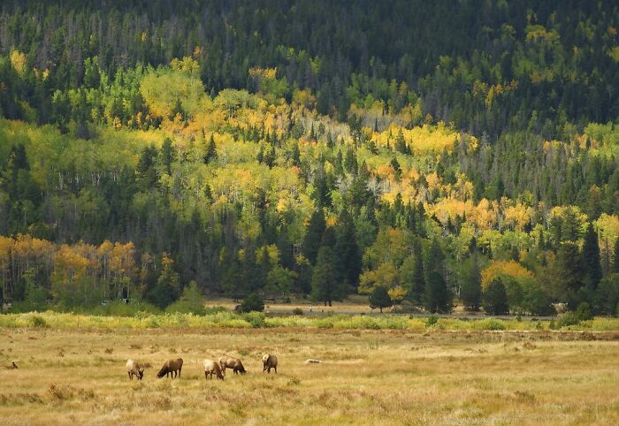 Late September, At Rocky Mountain National Park, Colorado