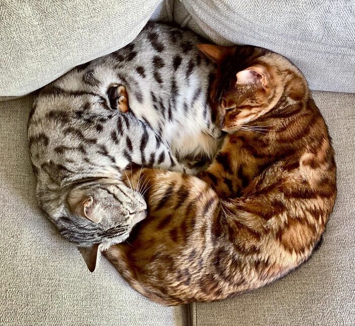 This Cat Is Not Only Keeping Her Owner Company, But Also Gives Wholesome Advice To Others, And Her Fans Melt Over Her This Cat Is Not Only Keeping Her Owner Company, But Also Gives Wholesome Advice To Others, And Her Fans Melt Over Her