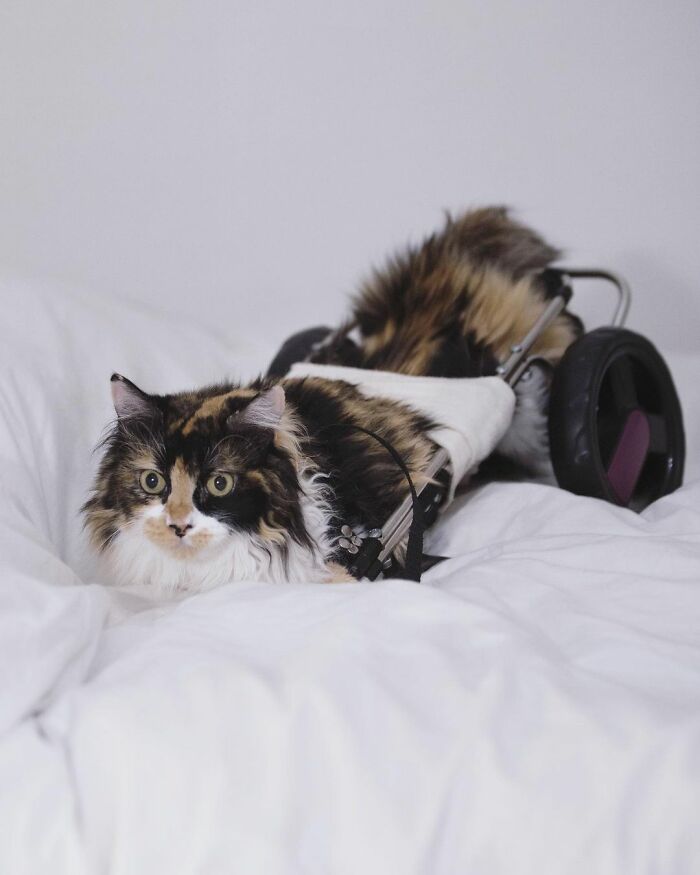 Meet Sally, The Mermaid Cat Who Is Paralyzed From The Waist Down And Shows How Incredible The Bond With A Special Needs Pet Can Be