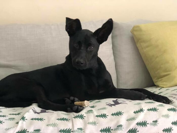 Woman Shows Her Selflessness When She Tries To Calm Her Dog During An Earthquake Woman Shows Her Selflessness When She Tries To Calm Her Dog During An Earthquake