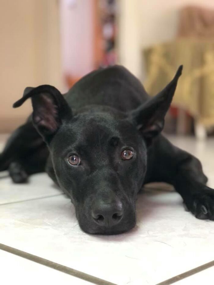 Woman Shows Her Selflessness When She Tries To Calm Her Dog During An Earthquake Woman Shows Her Selflessness When She Tries To Calm Her Dog During An Earthquake