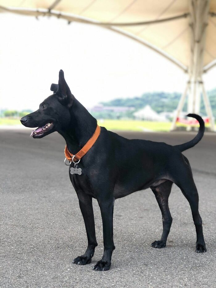 Woman Shows Her Selflessness When She Tries To Calm Her Dog During An Earthquake Woman Shows Her Selflessness When She Tries To Calm Her Dog During An Earthquake
