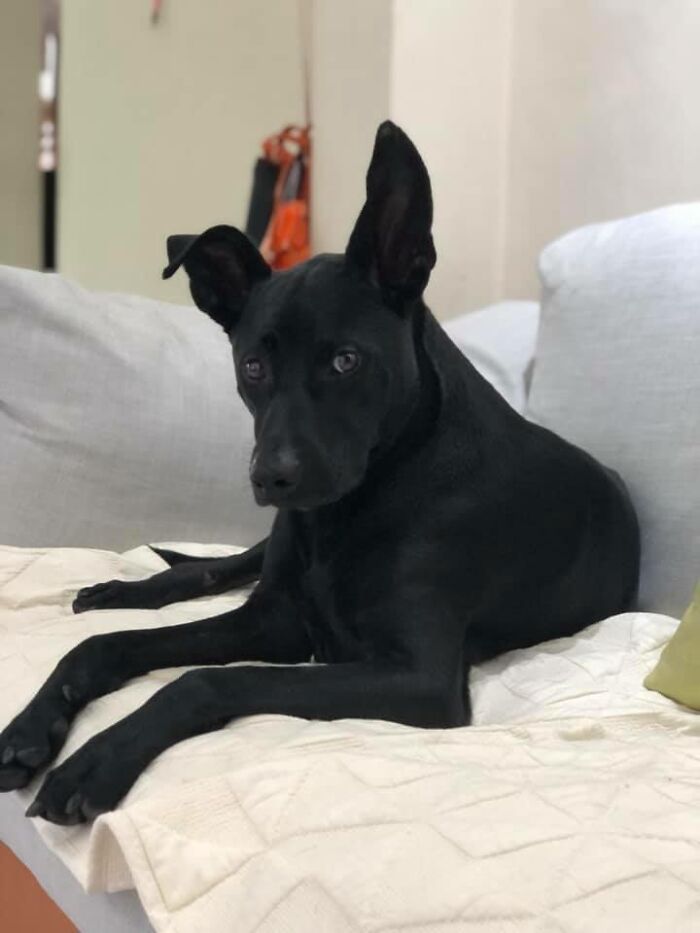 Woman Shows Her Selflessness When She Tries To Calm Her Dog During An Earthquake Woman Shows Her Selflessness When She Tries To Calm Her Dog During An Earthquake