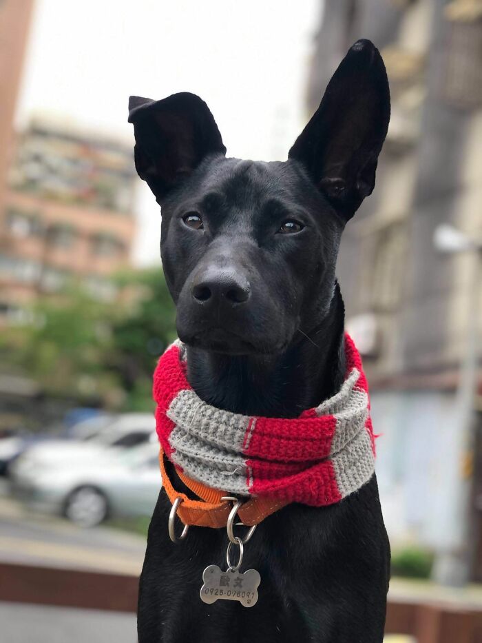 Woman Shows Her Selflessness When She Tries To Calm Her Dog During An Earthquake Woman Shows Her Selflessness When She Tries To Calm Her Dog During An Earthquake