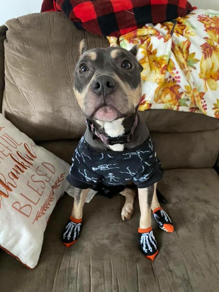 Woman Takes A Starving Pit Bull Under Her Wing After It Had Been Found Locked Up In An Abandoned House With A Broken Leg And No Food Woman Takes A Starving Pit Bull Under Her Wing After It Had Been Found Locked Up In An Abandoned House With A Broken Leg And No Food