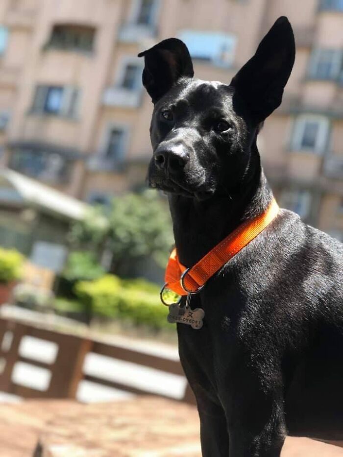 Woman Shows Her Selflessness When She Tries To Calm Her Dog During An Earthquake Woman Shows Her Selflessness When She Tries To Calm Her Dog During An Earthquake