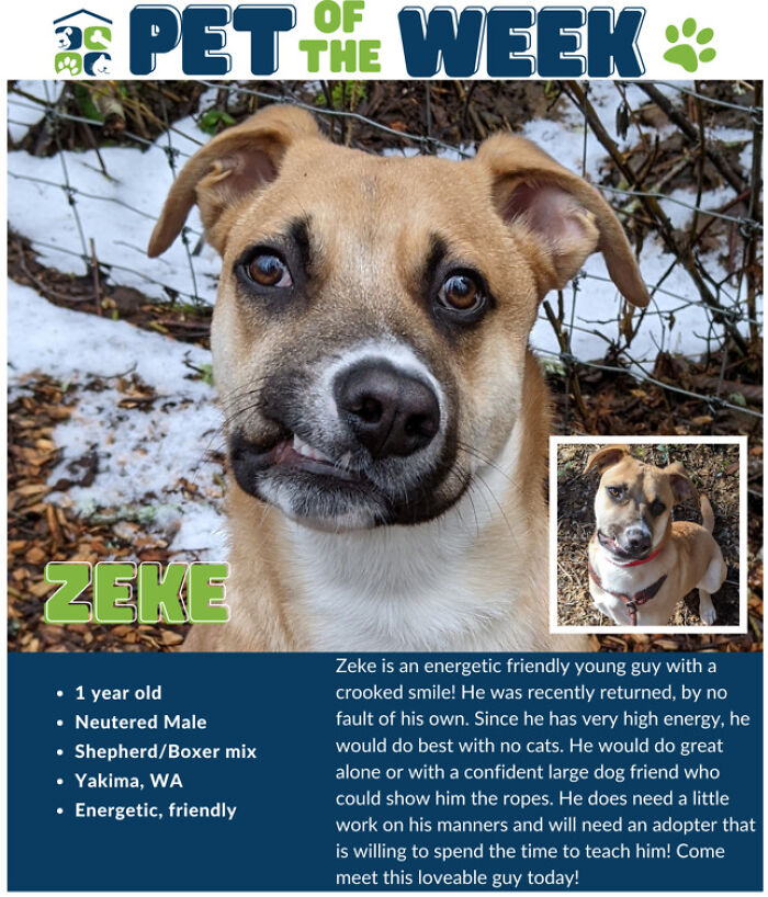 This Adorable Dog With A Crooked Smile Is Looking For A Loving Home