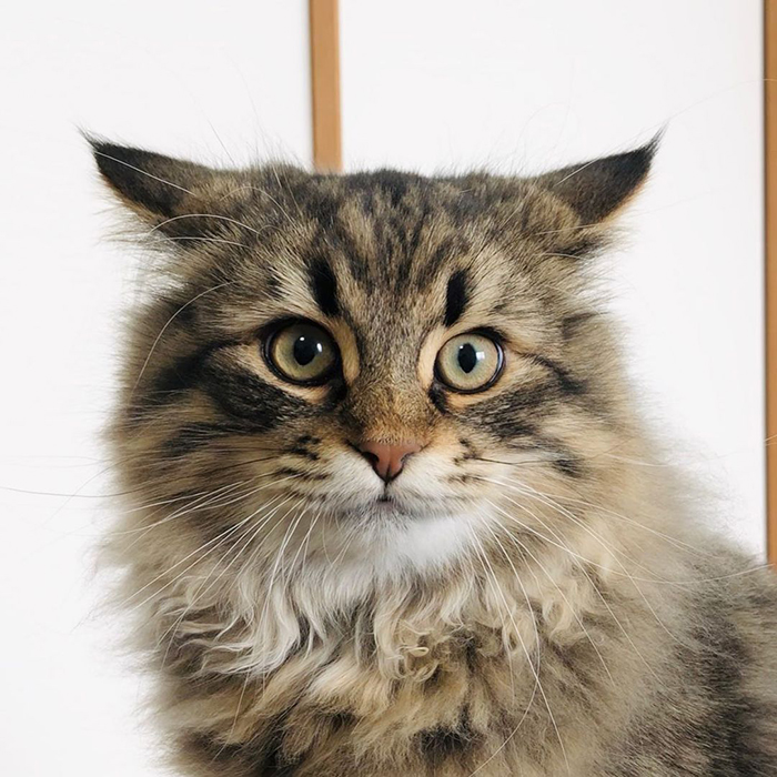 34 Pics Of A Cat That Has More Facial Expressions Than Most Humans