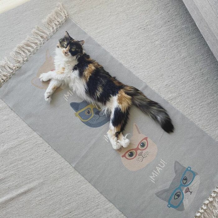 Meet Sally, The Mermaid Cat Who Is Paralyzed From The Waist Down And Shows How Incredible The Bond With A Special Needs Pet Can Be