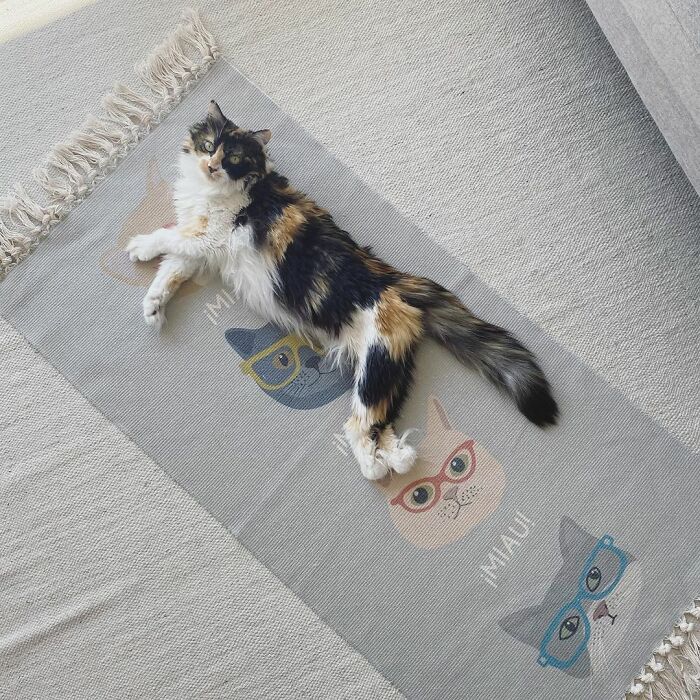 Meet Sally, The Mermaid Cat Who Is Paralyzed From The Waist Down And Shows How Incredible The Bond With A Special Needs Pet Can Be Meet Sally, The Mermaid Cat Who Is Paralyzed From The Waist Down And Shows How Incredible The Bond With A Special Needs Pet Can Be