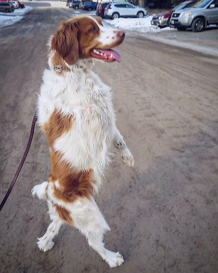 Three-Legged Dog Goes Viral On TikTok For Walking Upright Like A Human
