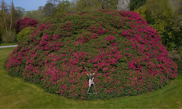 27393204-8235075-This_enormous_rhodedendron_bush_in_the_grounds_of_South_Lodge_Ho-a-114_1587338494026-6180fefee960e.jpg