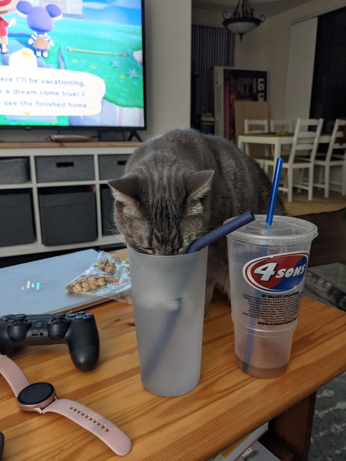 Mila Decided She Wanted My Water Instead Of Her Own
