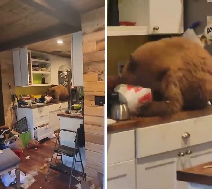 Un hombre llega a casa y encuentra a un oso comiendo su cubo de KFC