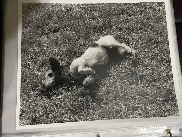 This Print Of My Dog That My Photography Teacher Said Was "Perfect"