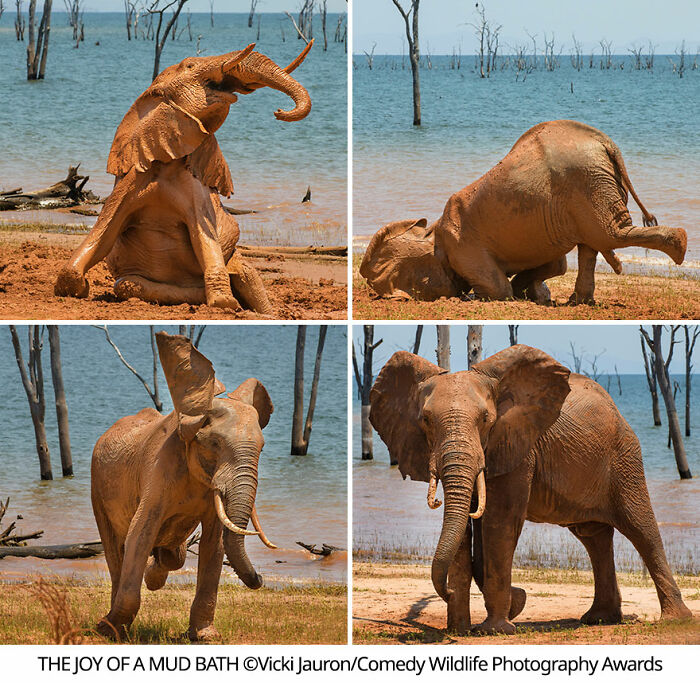 Amazing Internet Portfolio Award Winner: "The Joy Of A Mud Bath" By Vicki Jauron