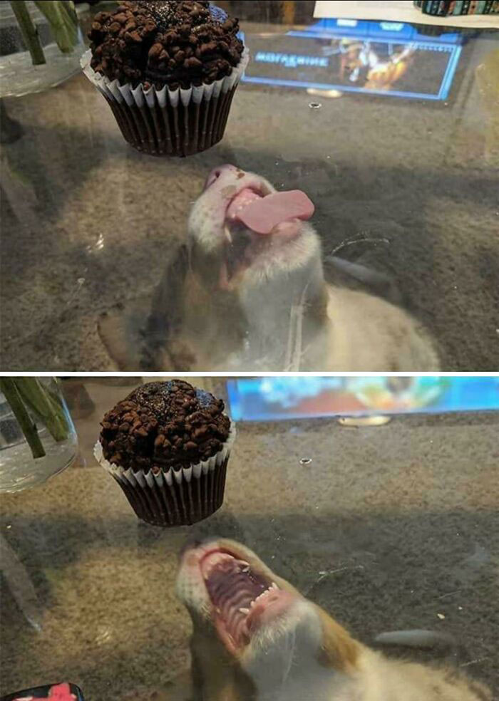 Thats Some Good Muffin