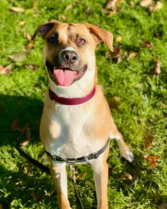 This Adorable Dog With A Crooked Smile Is Looking For A Loving Home This Adorable Dog With A Crooked Smile Is Looking For A Loving Home